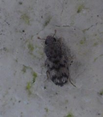 Synchita parvula