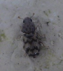 Synchita parvula