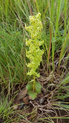 Habenaria tysonii