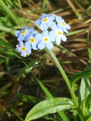 Myosotis scorpioides