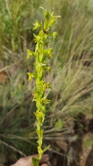 Habenaria pseudociliosa
