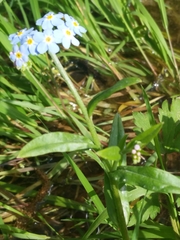 Myosotis scorpioides