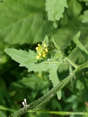 Sisymbrium officinale