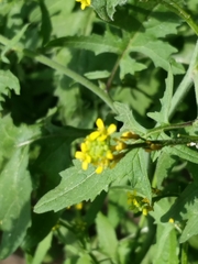 Sisymbrium officinale