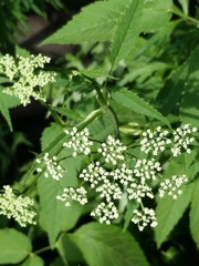 Aegopodium podagraria