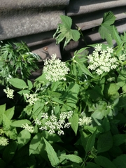 Aegopodium podagraria