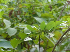 Dendrolobium triangulare