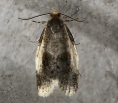 Clepsis melaleucanus