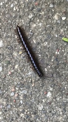 Strongylosoma
