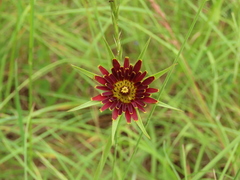Tragopogon crocifolius