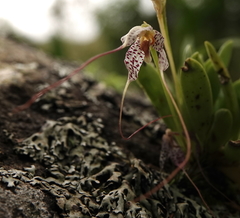 Masdevallia picturata