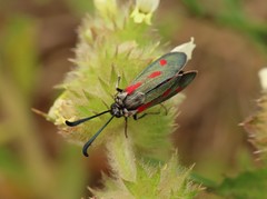 Zygaena sarpedon
