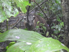 Nasua olivacea