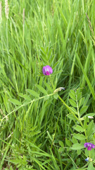 Vicia sativa