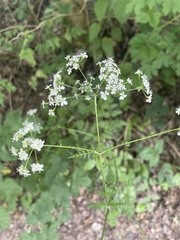 Anthriscus sylvestris