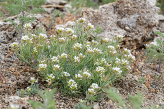 Polyctenium fremontii