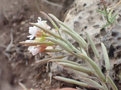 Polyctenium fremontii