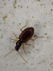 Oxypselaphus obscurus