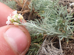 Polyctenium fremontii