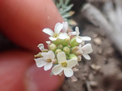 Polyctenium fremontii
