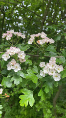 Crataegus monogyna