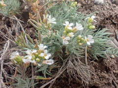 Polyctenium fremontii
