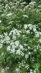 Anthriscus sylvestris