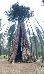 Sequoiadendron