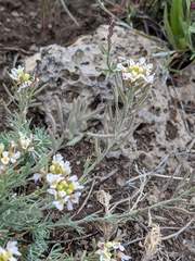 Polyctenium fremontii