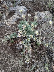 Polyctenium fremontii
