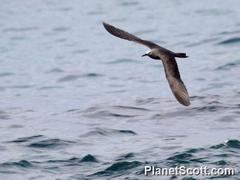 Anous stolidus galapagensis