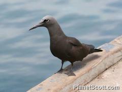 Anous stolidus galapagensis