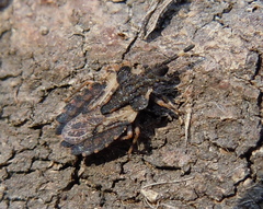 Aradus versicolor