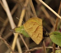 Eurema laeta