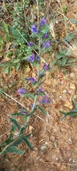 Echium vulgare