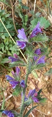 Echium vulgare