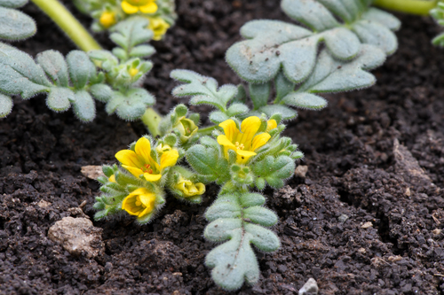 Playa yellow phacelia (Phacelia inundata)