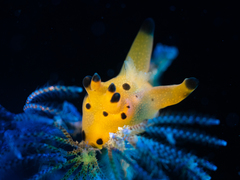 Thecacera