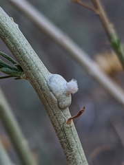 Rhopalomyia chrysothamni