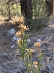 Rhopalomyia chrysothamni