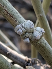 Rhopalomyia chrysothamni