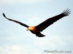Haliaeetus leucoryphus
