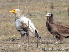 Neophron percnopterus