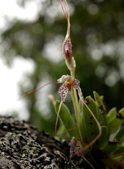 Masdevallia picturata