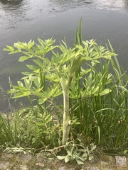 Angelica archangelica litoralis
