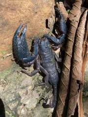 Opisthacanthus