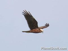 Circus aeruginosus