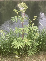 Angelica archangelica litoralis