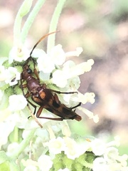 Strangalia sexnotata