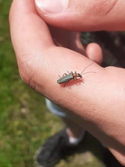 Oedemera croceicollis